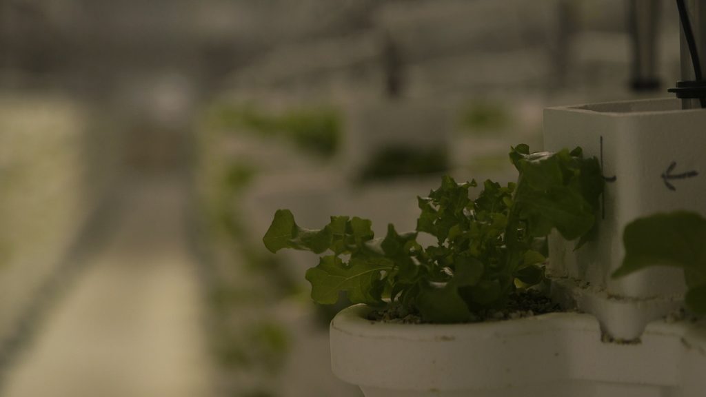 hydroponic lettuce farm.
