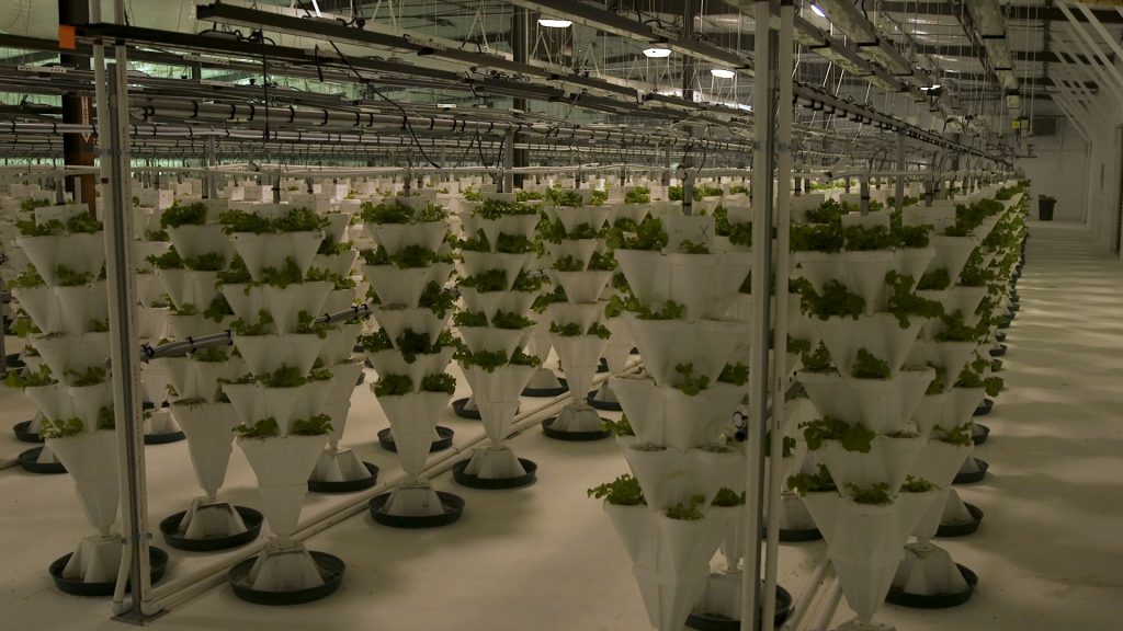 hydroponic lettuce farm.