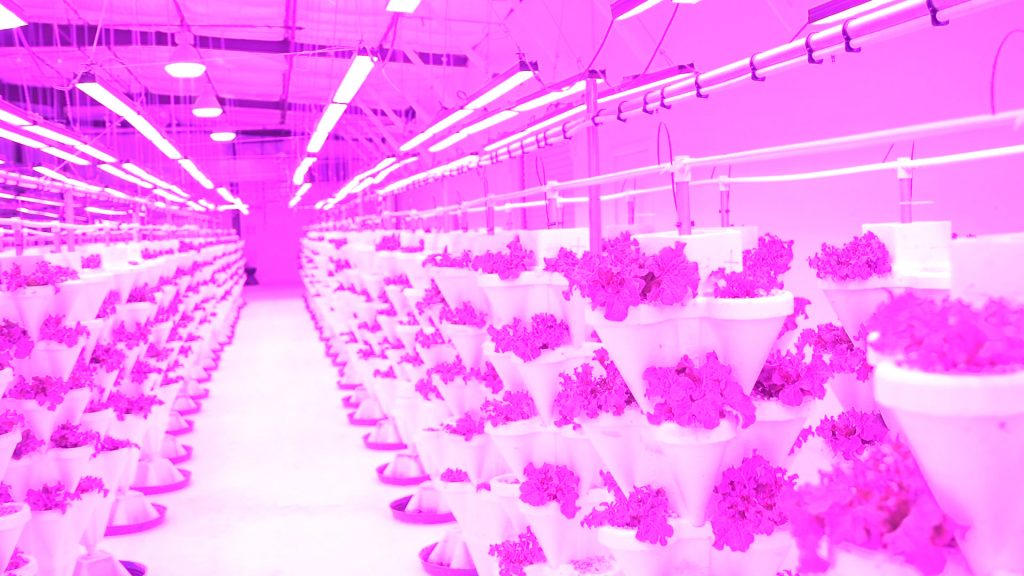 Pink LED grow lights