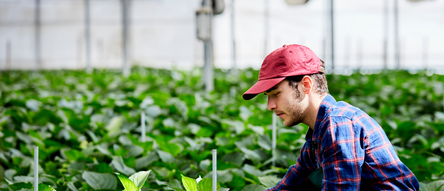 Worker in baseball cap in greenhouse with plants