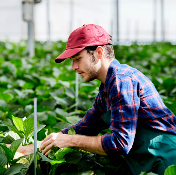 worker inspecting plants in greenhouse